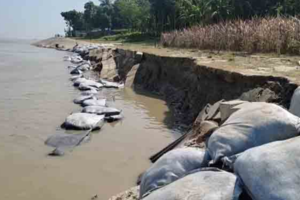 রাজবাড়ীতে পদ্মার ভাঙনে পাঁচশ বিঘা ফসলি জমি বিলীন